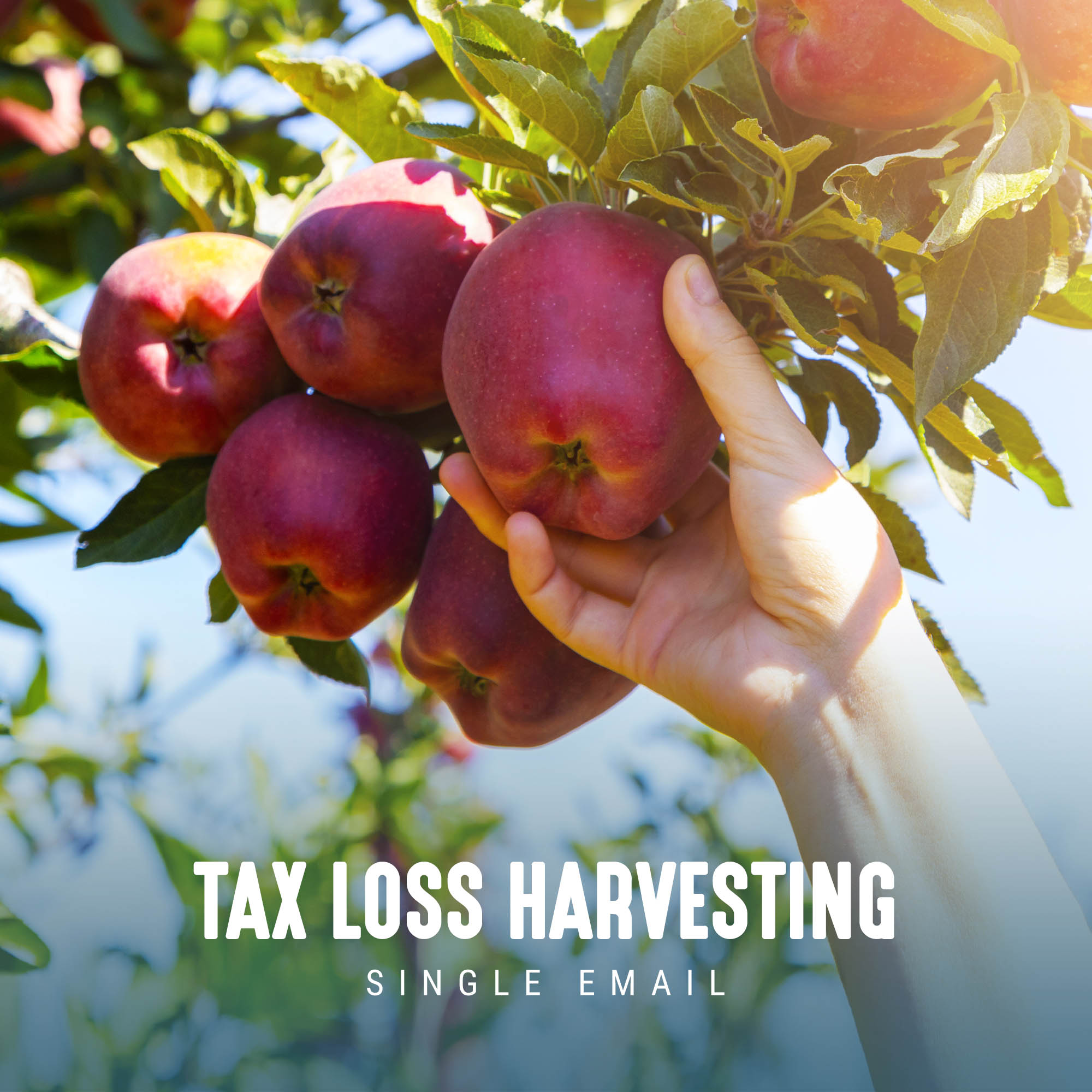 [NEW] Tax-Loss Harvesting Email Campaign For Financial Advisors
